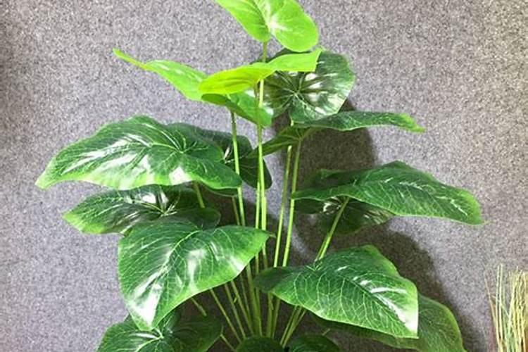 花多多10号肥料宜用什么植物