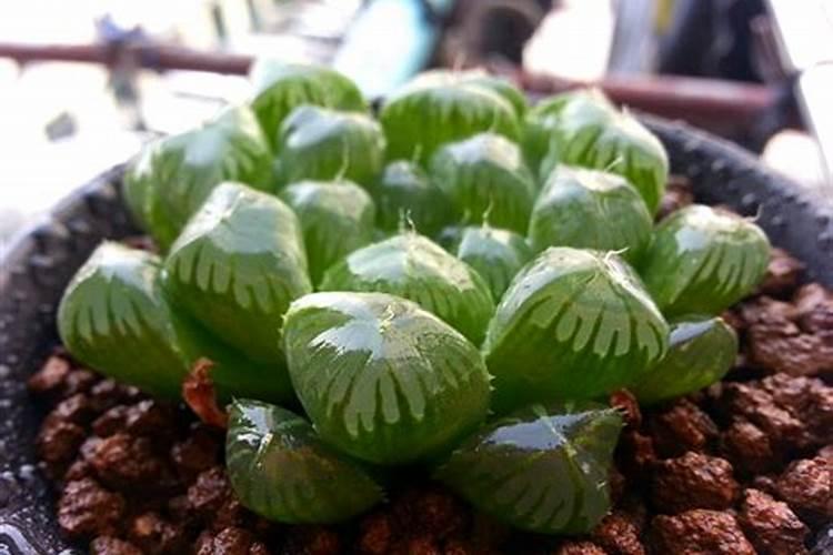 劲驼复合肥施樟树可以吗