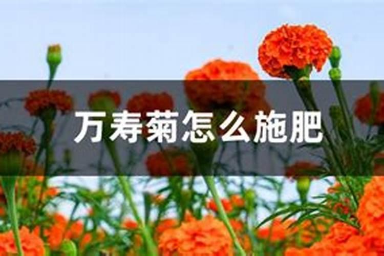 南非万寿菊施肥管理方法