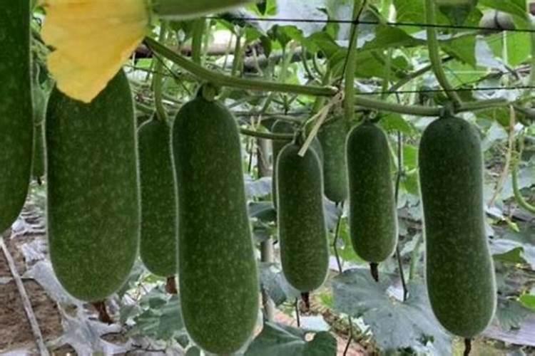 怎样鉴别常用化学肥料的种类？