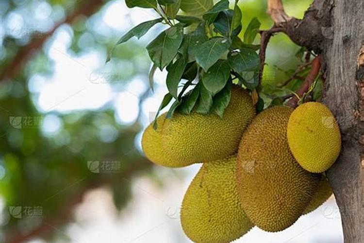 硫酸钾对樱桃树的作用是什么