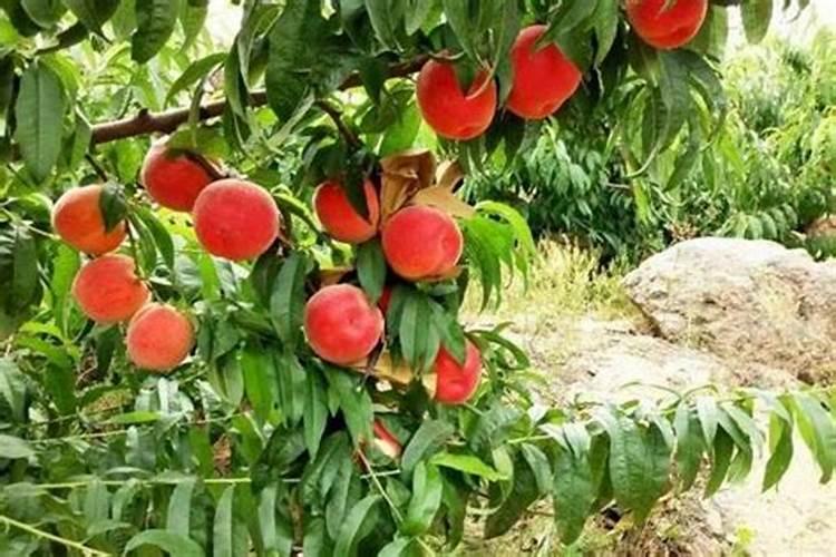 在蔬菜方面怎样使用磷酸二氢钾比例是多少？