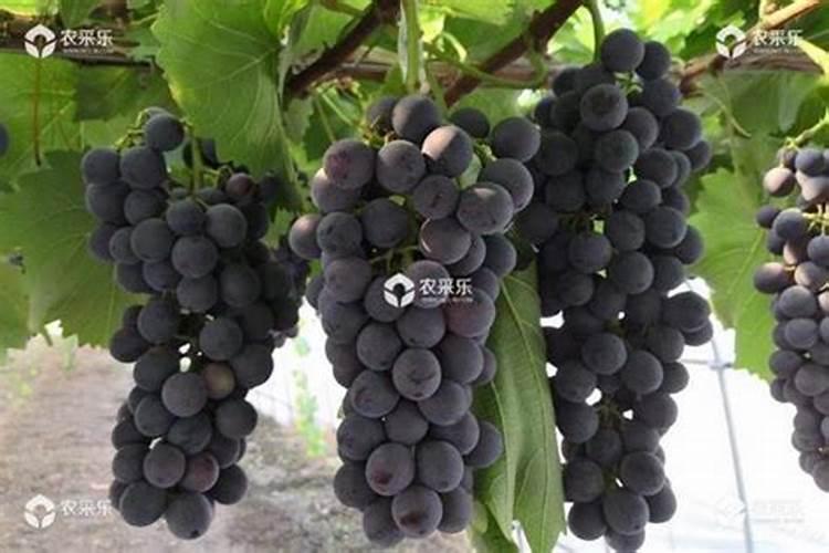 请专家诊断一下月季花生的是什么病