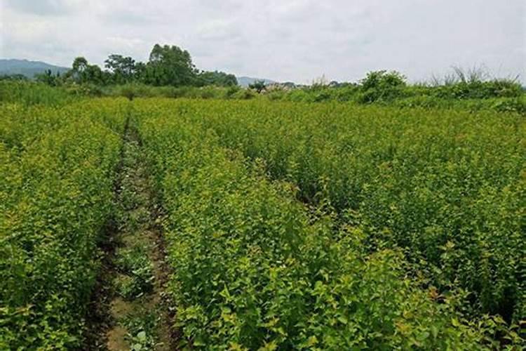 种西瓜用什么农药可以控制叉藤不长出来