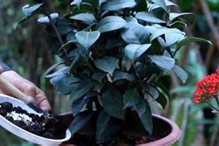 茶花开花过后施什么肥(茶花花期后怎样施肥开花多)