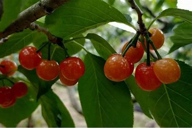黄蜜大樱桃特点与种植方法