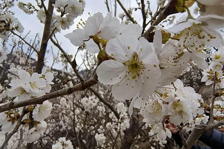 大樱桃花前和花后管理