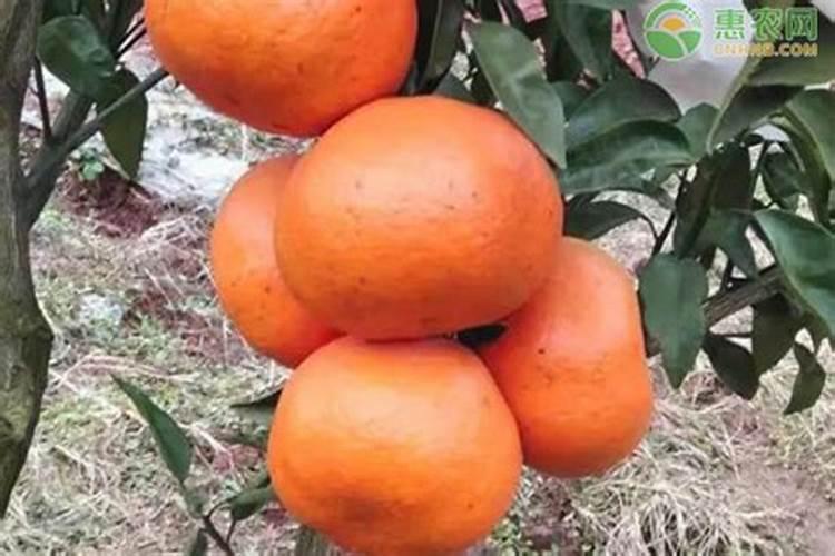 矿源黄腐酸钾和生化黄腐酸钾,区别是什么？