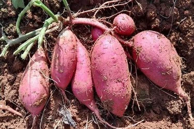 怎么给花补氮肥 兑水对着叶子喷补肥料