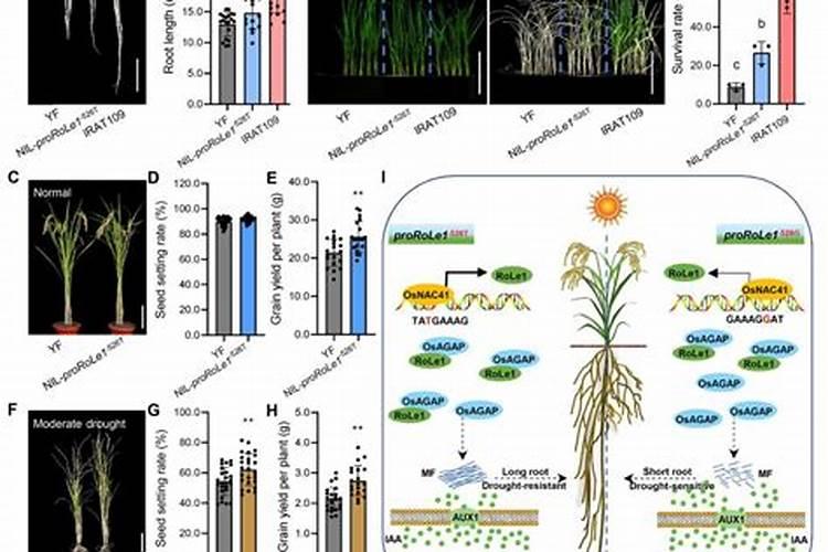 旱稻施肥的正确方法