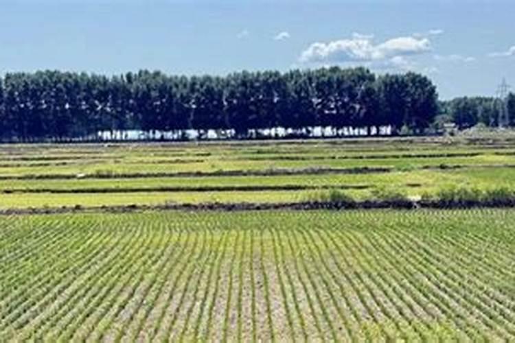 旱稻施肥的正确方法