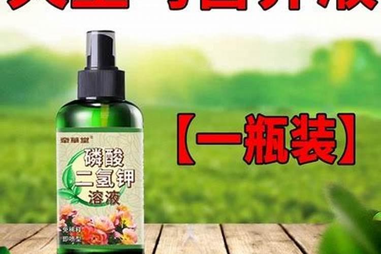 天堂鸟烂根了怎么救治 天堂鸟烂根了到底怎么救治