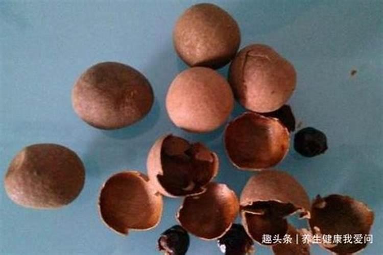 不需要氧气可以存活的生物有哪些