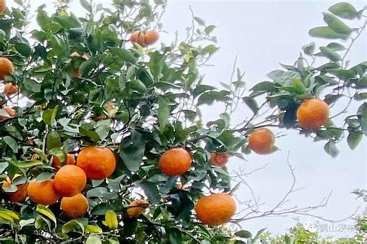 兰花什么时候施肥,兰花施肥可分为5个阶段