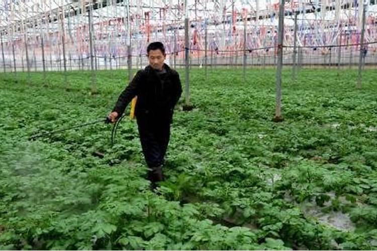 养月季哪种肥料效果更好,生长更旺盛？