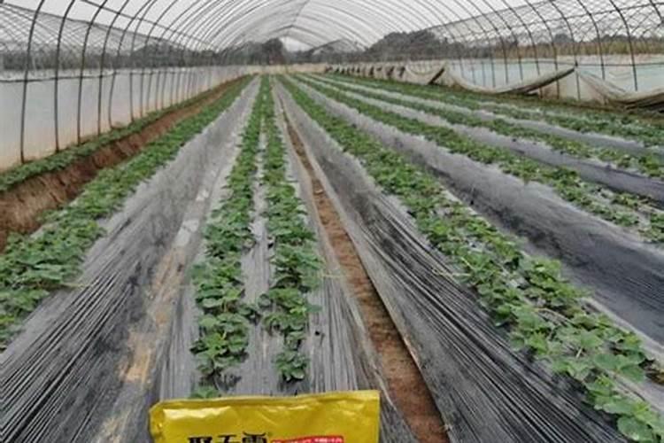 草莓苗种下后多久施肥草莓苗期管理技术