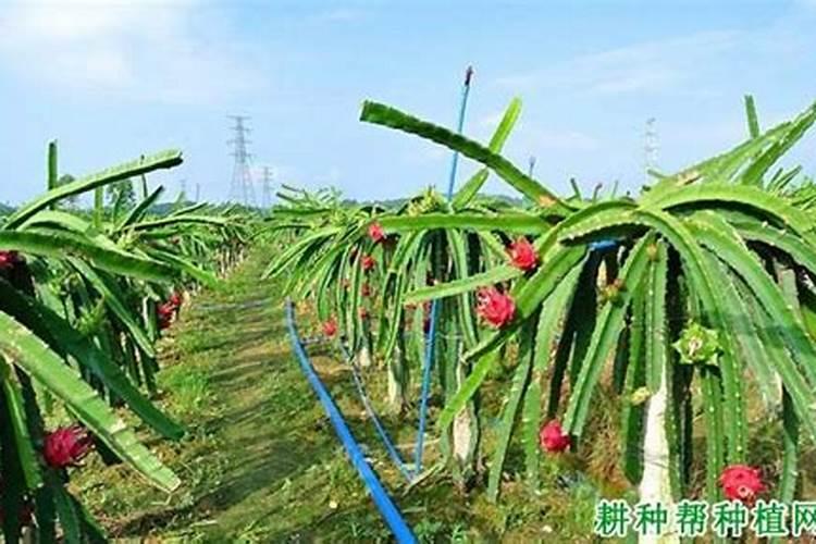 火龙果开花结果时如何施肥会更甜