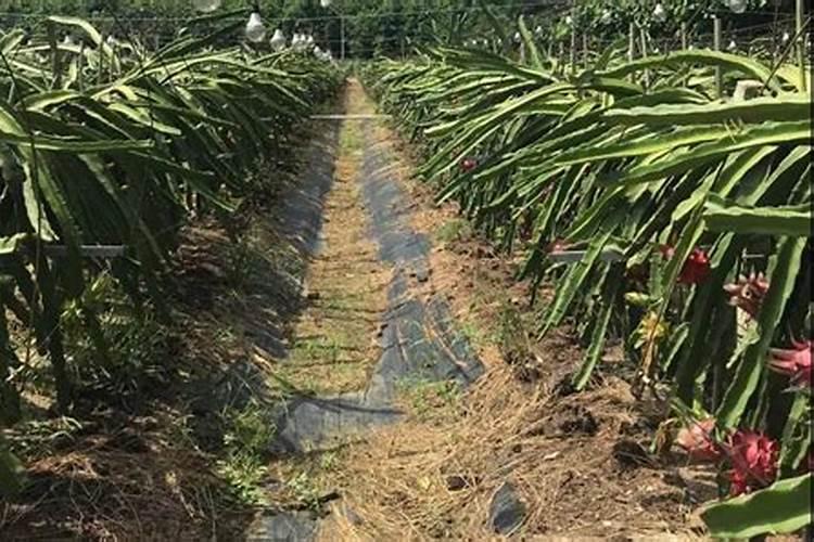 火龙果园地土地整备的方法