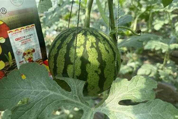 富贵竹要加什么肥料