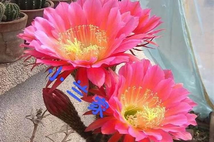 春兰配土方法与种植土壤