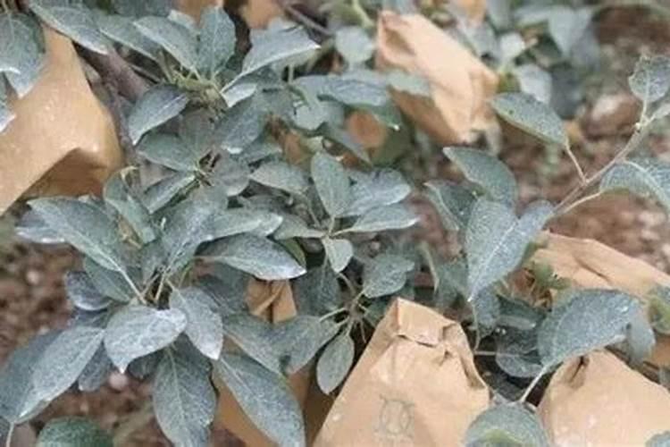 苹果树套代前能用胺基酸叶面肥吗？