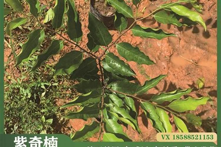 艾拉光动力治疗尖锐湿疣一次需要多少钱？