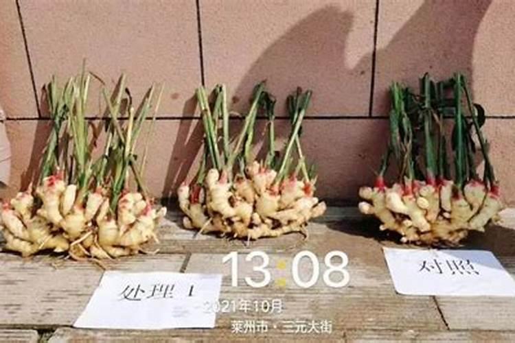 种土豆直接盖草木灰行吗