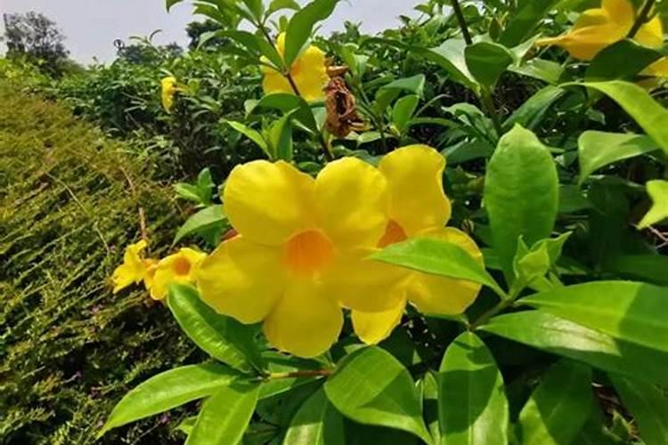 种植脐橙如何施肥效果更好？