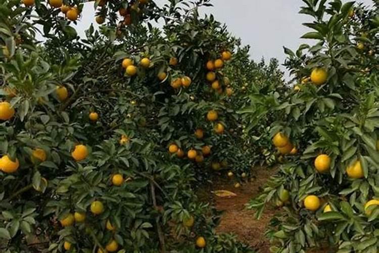 硝酸磷肥有哪些特点？如何使用硝酸磷肥？