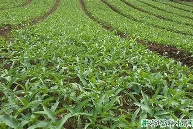 半夏种植怎么使用大量元素水溶肥