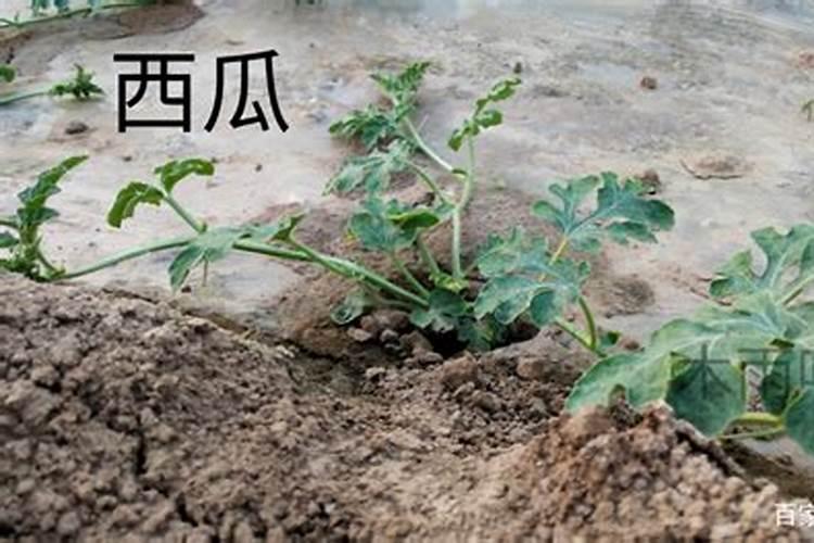春季露地栽培小西瓜肥水管理方法是怎样的