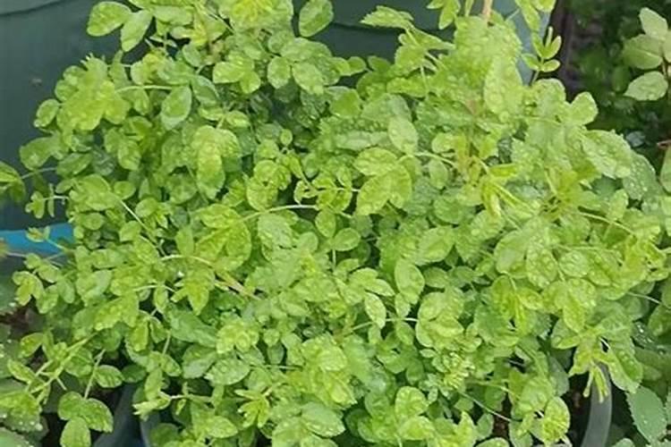 种花生用什么肥料最好