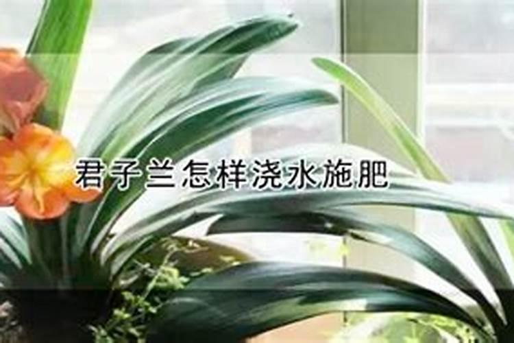 水溶肥是什么肥料