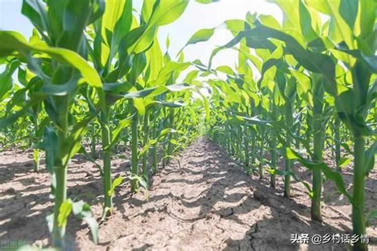 玉米追什么化肥好