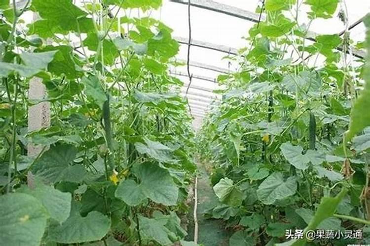 磷肥对黄瓜的作用 有哪些好处