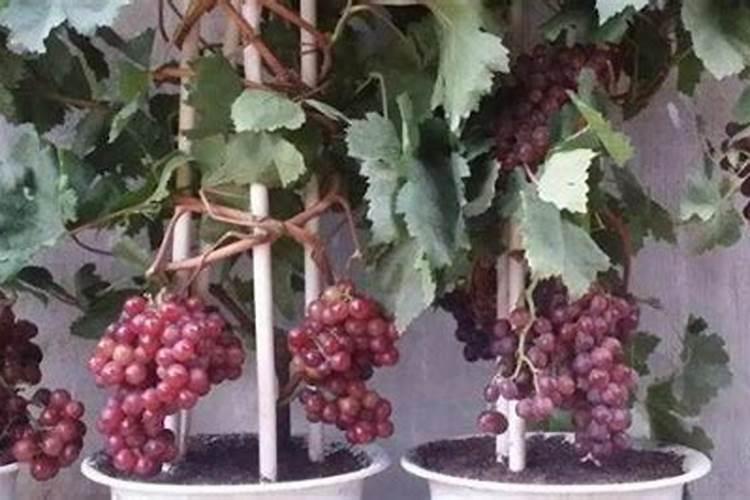 磷酸二氢钾可以代替一般的高钾叶面肥吗