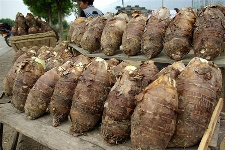 苞米茬种黄豆为啥死苗？