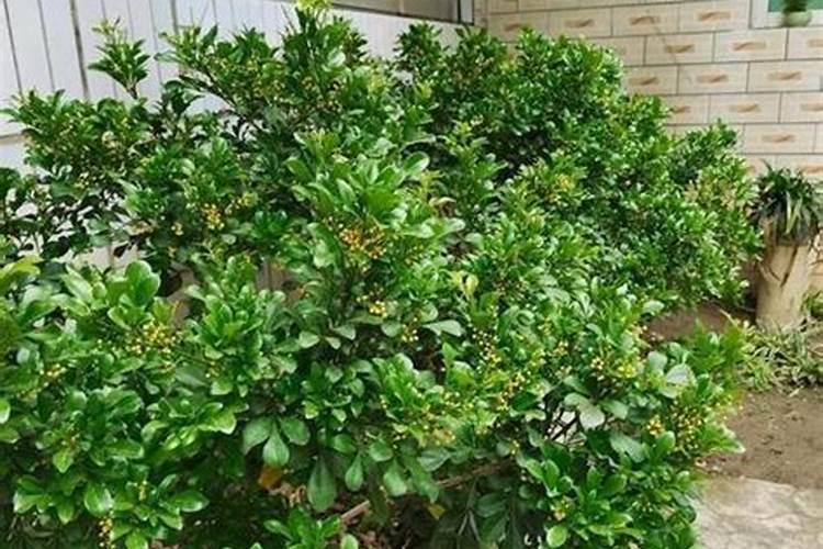 米兰上什么肥料