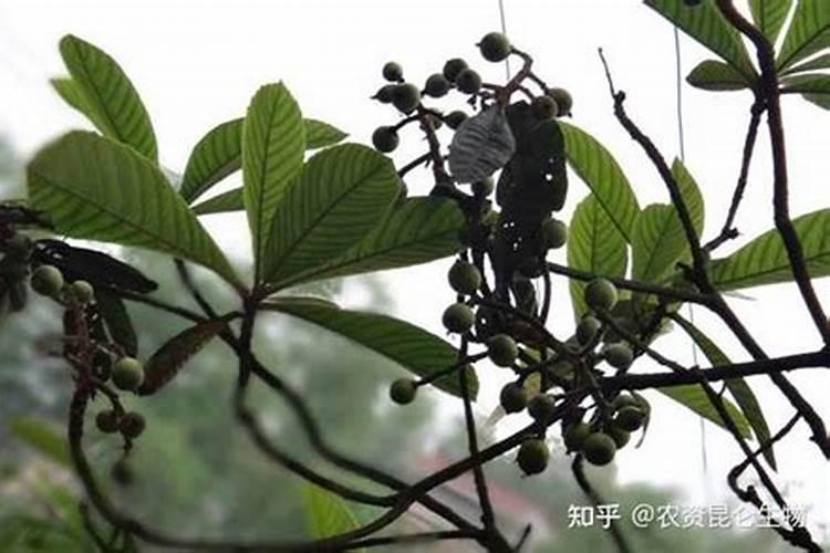 高粱炭疽病症状特点 附防治方法