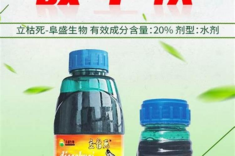 桑树怎么种