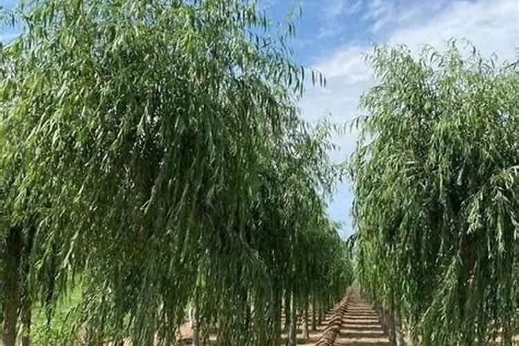 喷什么叶面肥能让韭菜变黑变绿