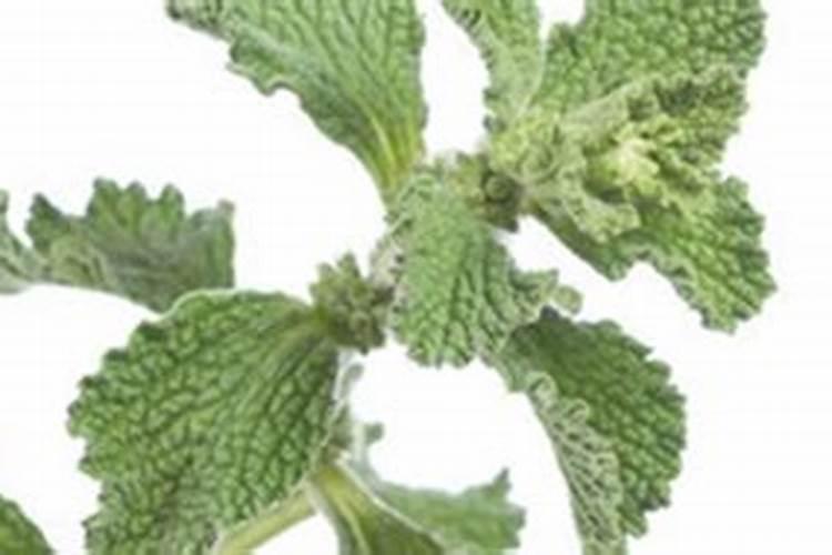 薄荷花的养殖方法 薄荷怎么种植方法和注意事项
