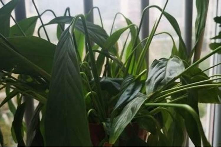给杜鹃花浇醋水好不好？