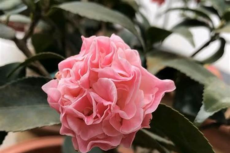 茶花开花期间可不可以叶面施肥.谢谢大家