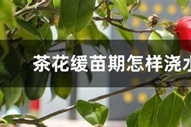 茶花上盆后多久可以施肥？怎么施肥？