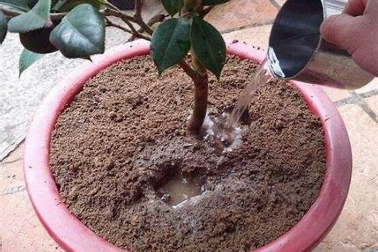 盆栽茶花怎样施肥