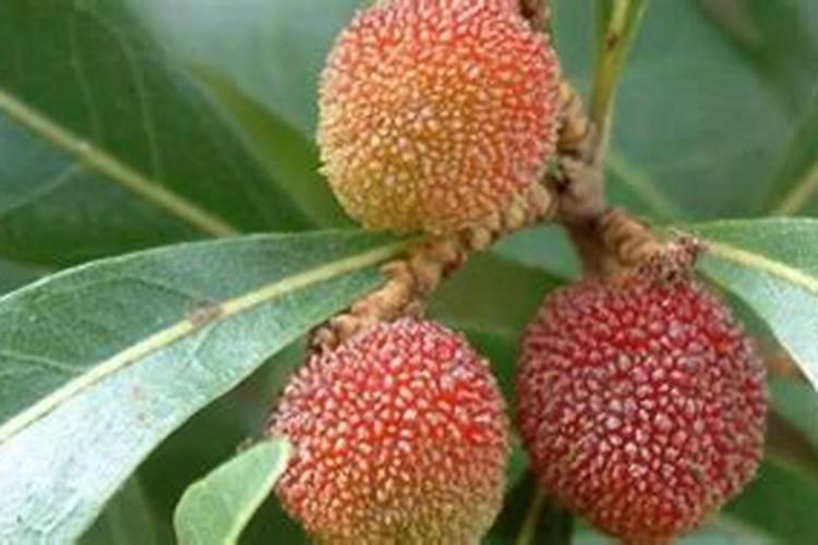 金合欢树能在西安栽植吗？