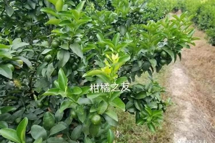 家庭养花自制氮肥有哪些