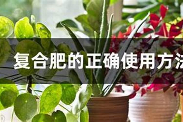花盆放多少粒复合肥  复合肥的正确使用方法
