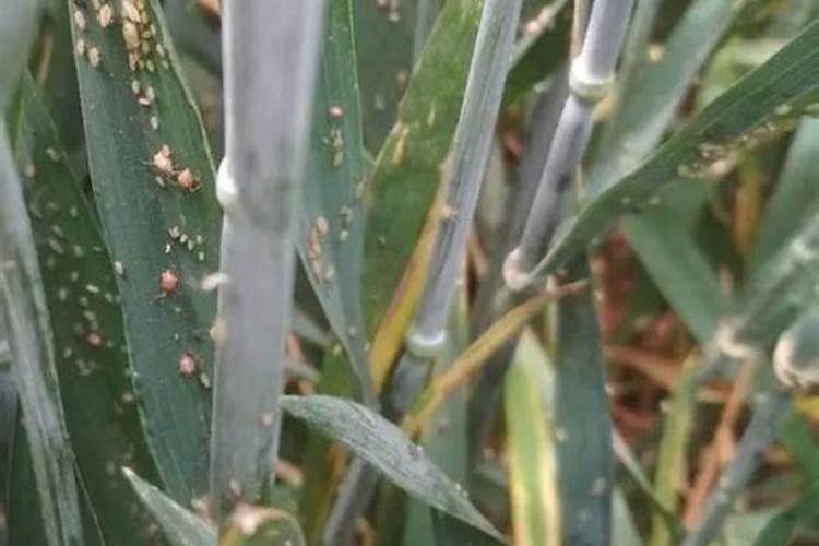 灭蔬菜害虫红蜘蛛的最有效方法有哪些